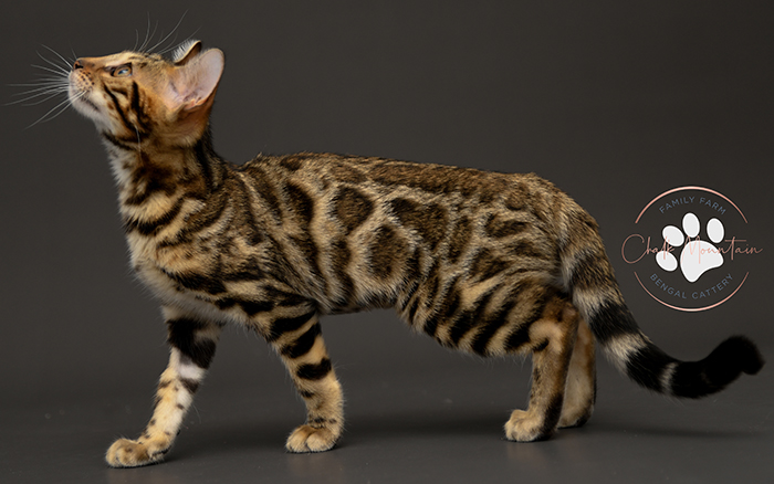 Bengal kitten for sale